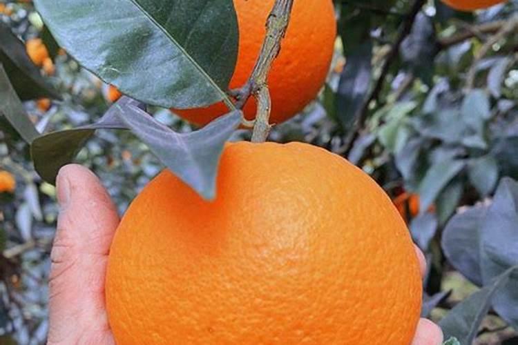 种脐橙施肥吸收好才能长的快,怎样提高脐橙的吸收量