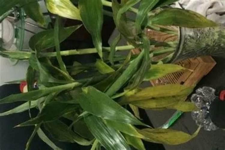 我的竹子怎么老黄？