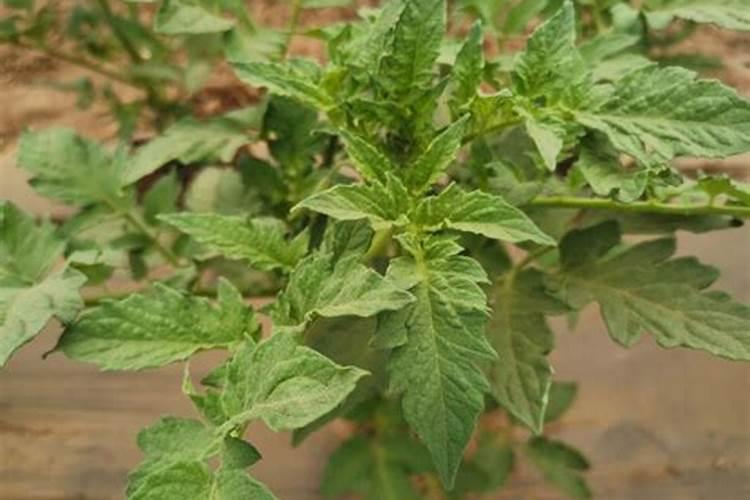 西红柿挂果期打什么叶面肥长的快？西红柿膨大期用哪些肥料好？