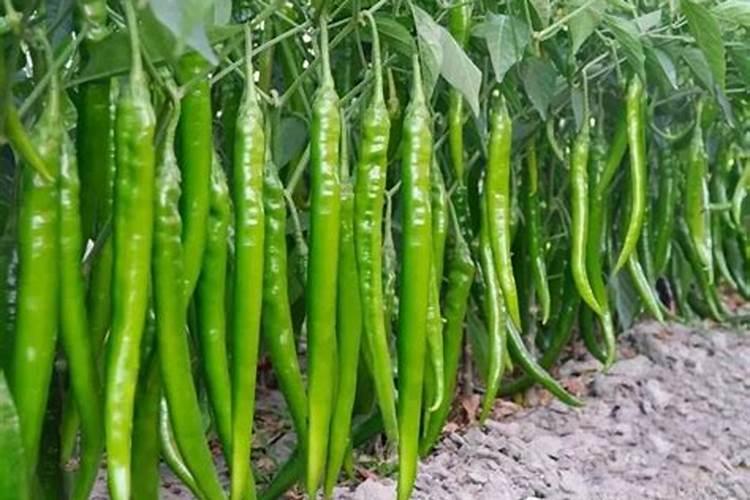 求线椒种植技术