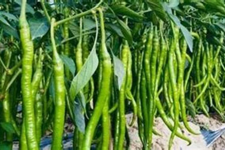 让小米椒快速变红的具体做法是什么