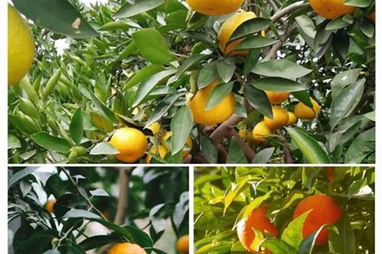 柑橘膨大期喷什么叶面肥结果多？座果期怎么用肥料？冲施什么肥