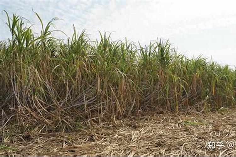 辣椒开花期一亩地滴两公斤左右高钾肥合适吗