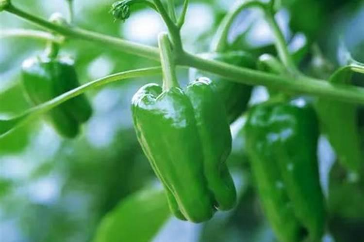 甜椒为什么不坐果