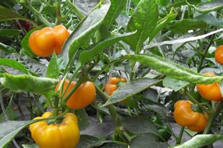 甜椒为什么不坐果甜椒不坐果怎么办