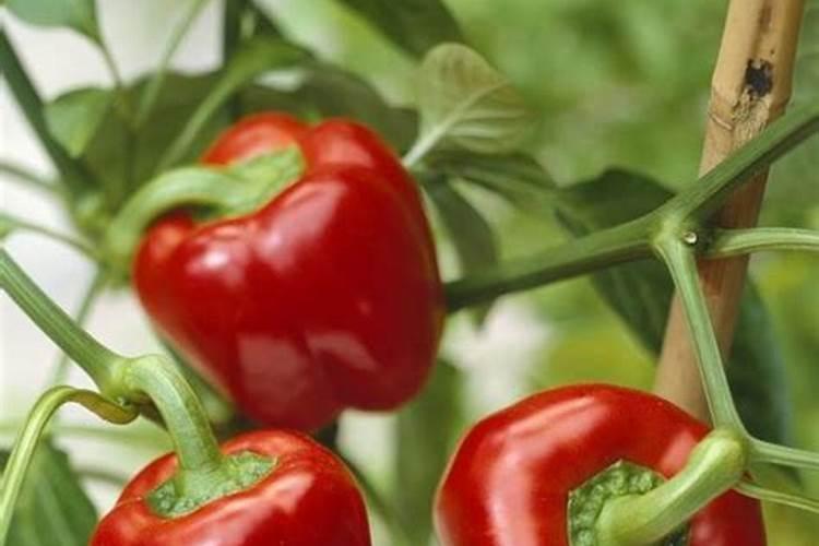 甜椒的正确施肥方法有哪些？