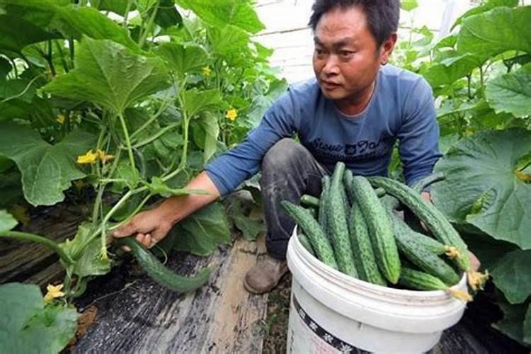 矿源黄腐酸钾十大品牌