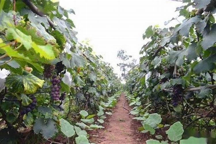 葡萄树什么时候施肥最好