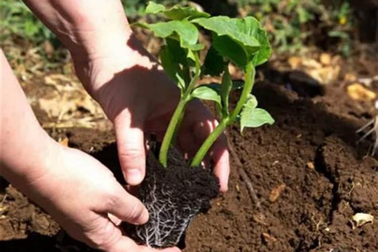 南瓜苗放什么肥深绿色好看呢