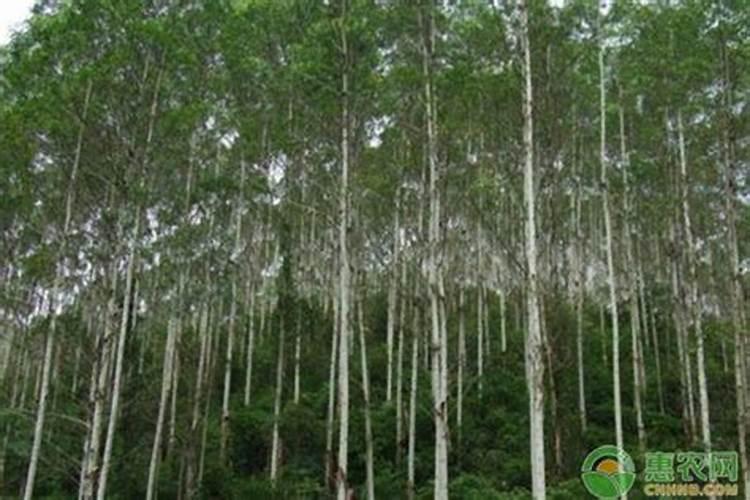 想百分百成功自制起泡胶该用什么办法？