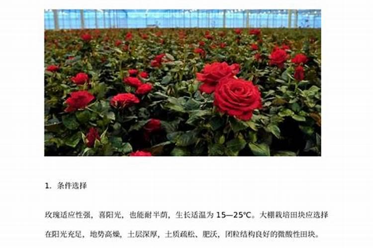 东北大棚玫瑰如何种植