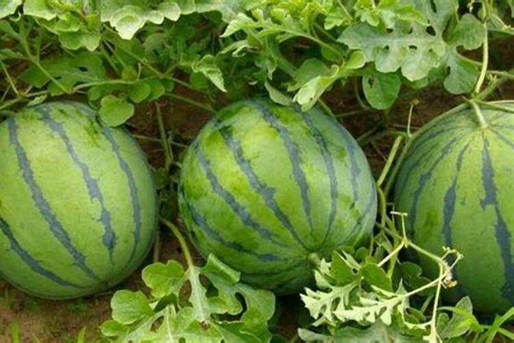 氮肥膨果还是钾肥膨果