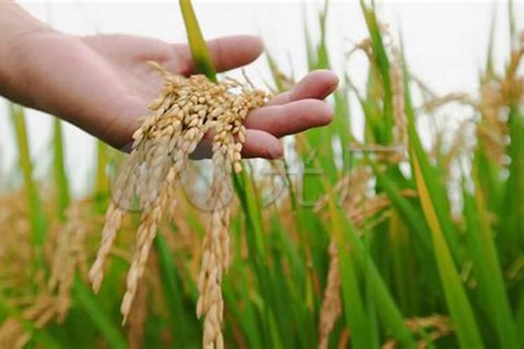 水稻后期施什么肥最好