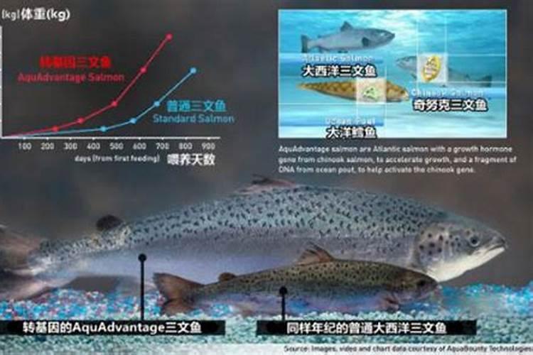 转基因技术有哪些应用