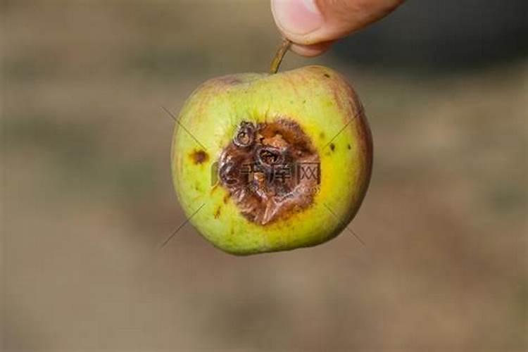 烂苹果怎么做花的肥料