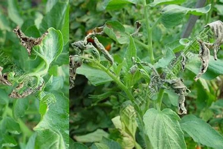 为什么种植的西红柿叶子变白后枯黄死去