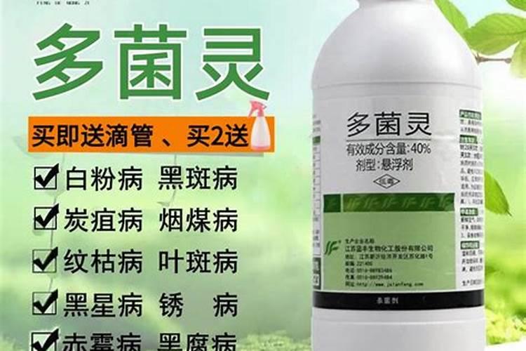 雨过天晴盆栽用阿维菌素好还是多菌灵好