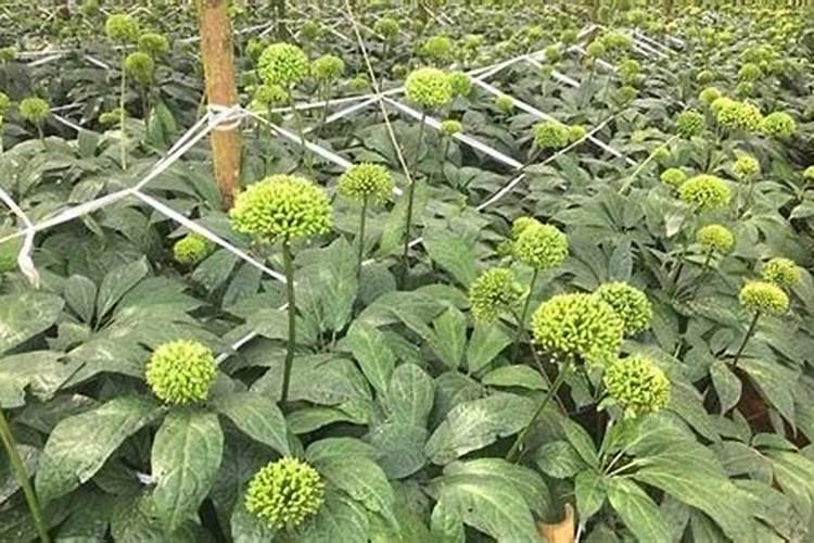 三七最好的肥料是什么？