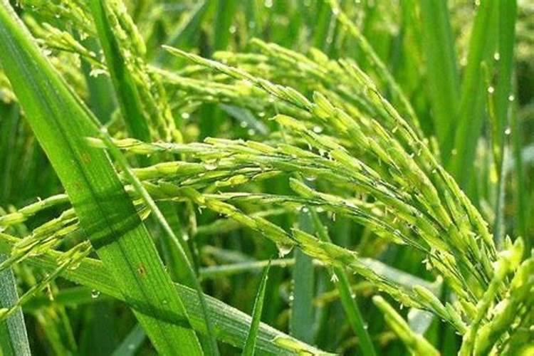 水稻什么时候用芸苔素好 使用方法及技巧
