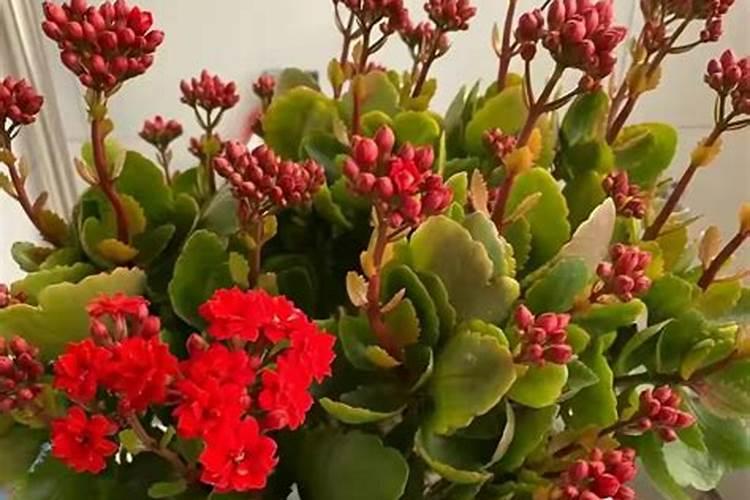 长寿花长了花苞还用施肥吗