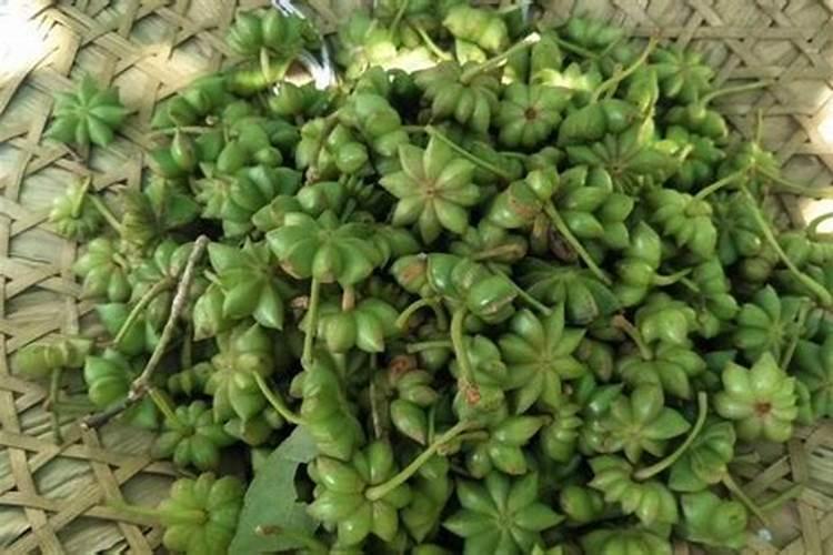 八角树开花不结果怎么办