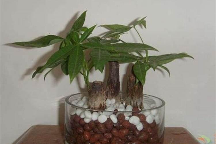 氮肥适合浇什么花