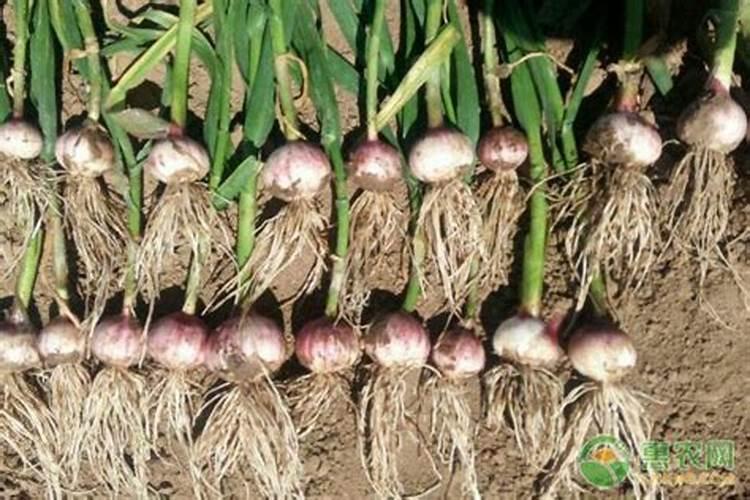 撒过磷肥可以立即种大蒜吗