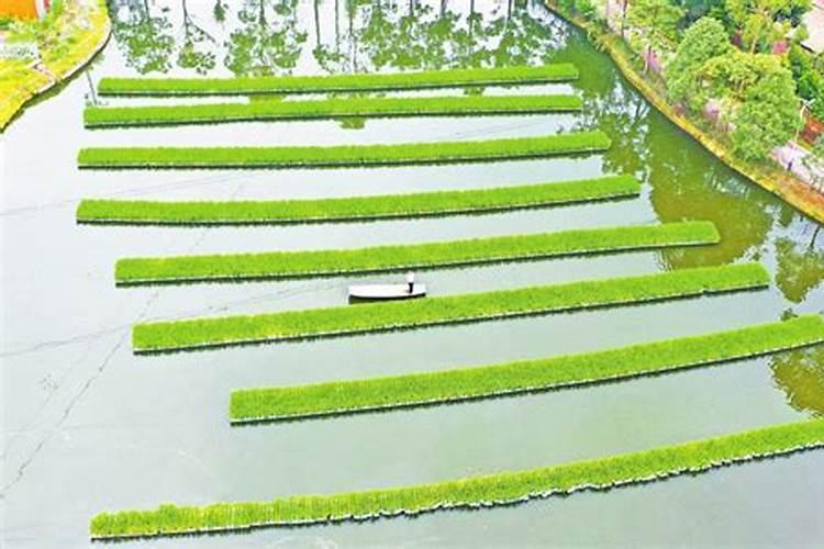 富贵竹黄叶子加什么