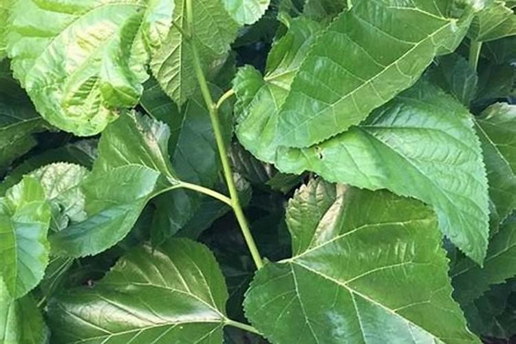 桑园桑叶产量低是什么原因？应该如何提高桑叶高产？