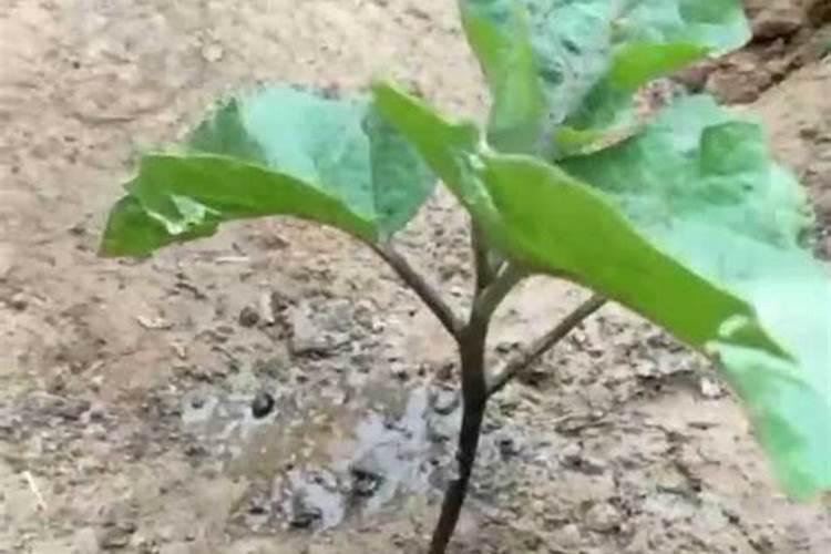 土霉素能用在种植蔬菜上吗？