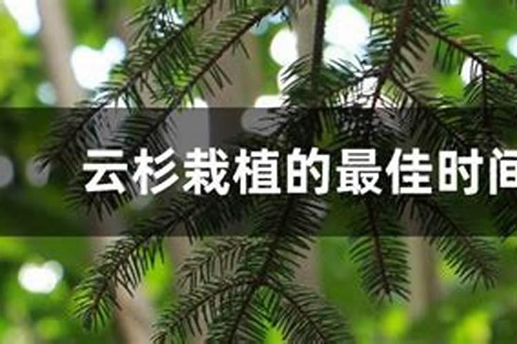 云杉树苗育苗技术