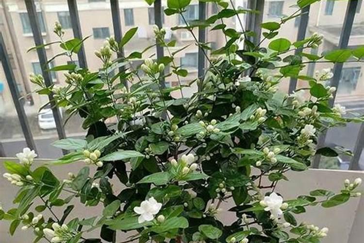 茉莉花施肥什么时间最合适