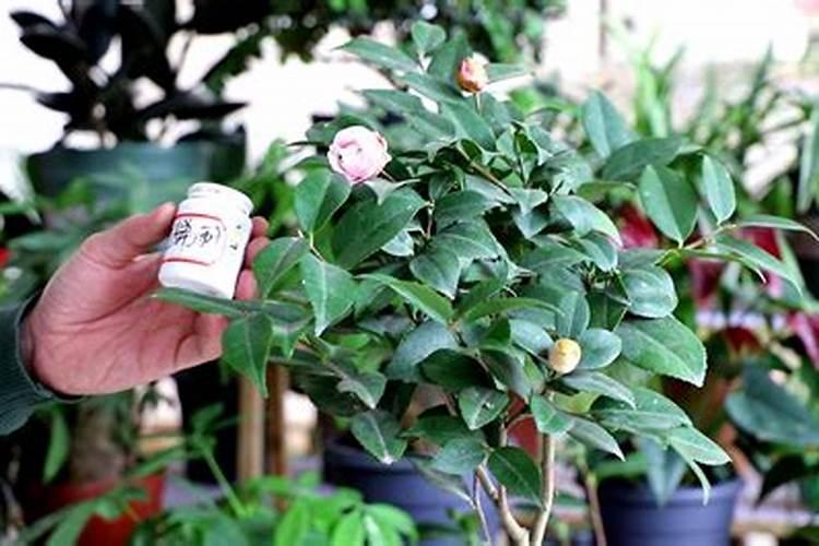 茶花施什么肥最好