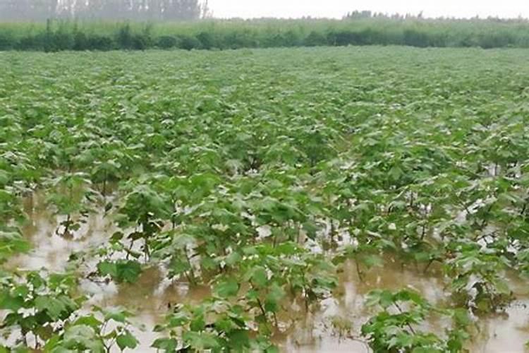 芸苔素加液态氮肥喷施黄瓜秧起什么作用？