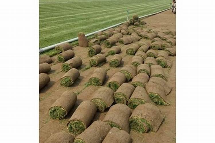 草坪一般怎么施肥,一般用量是多少,一年用几次肥