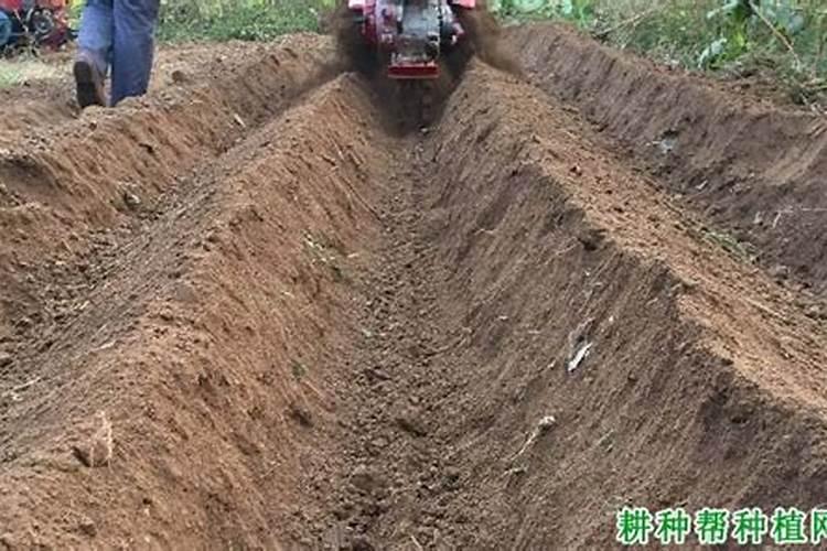 生姜大培土后用什么肥