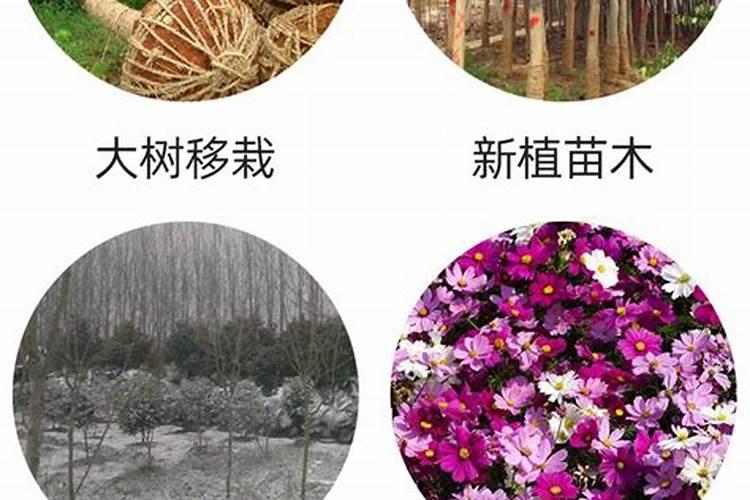 腐植酸叶面肥的作用和功效是什么