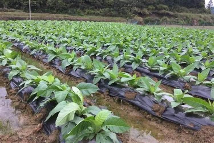 烟草施硫酸钾最佳时间 使用方法有哪些