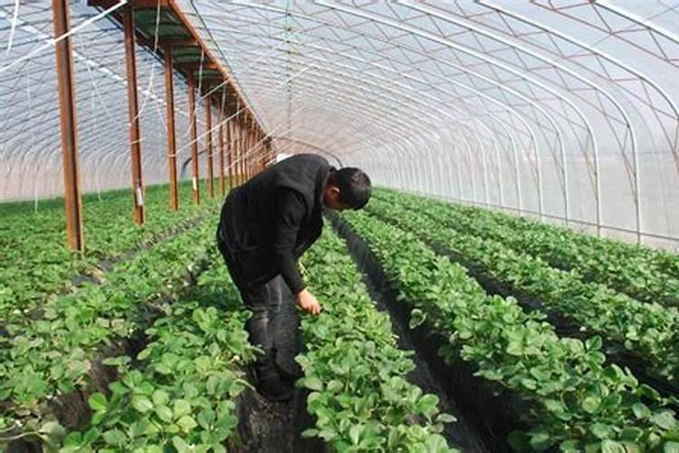 草莓用什么肥料最好可增产