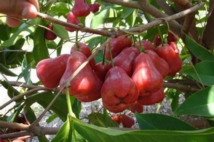 莲雾种植的基本方法