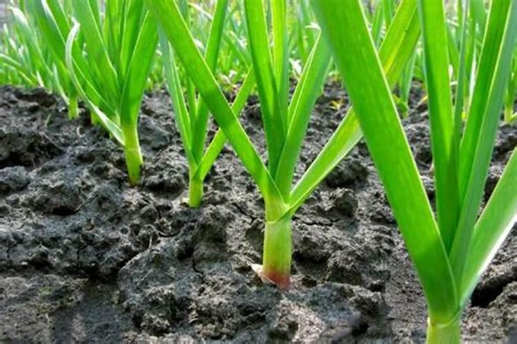 种大蒜用什么肥料高产