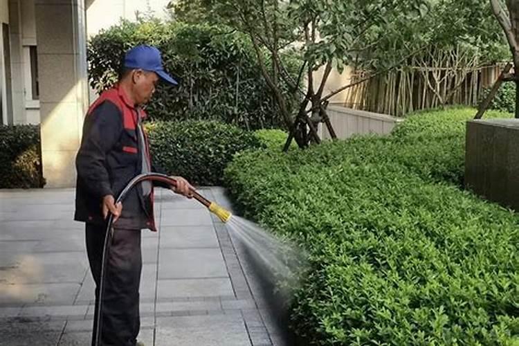 绿植夏天能施肥吗