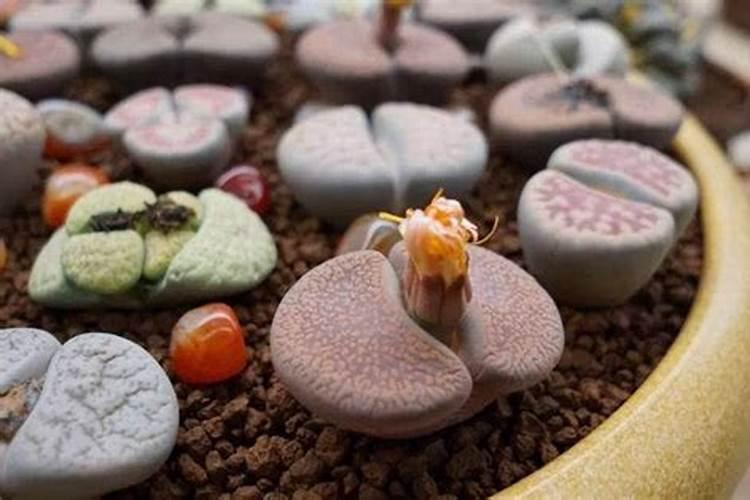 农作物会缺钙吗？如何给农作物补钙？