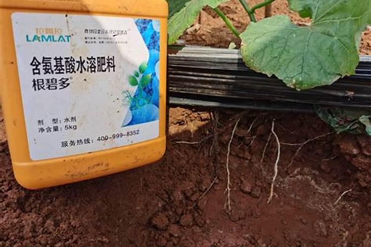 马蹄什么时候施膨果肥