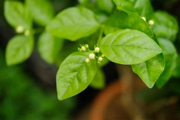茉莉花在打花苞能施肥