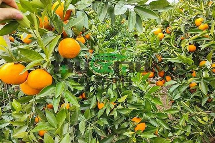 钾肥施完后几天见效？