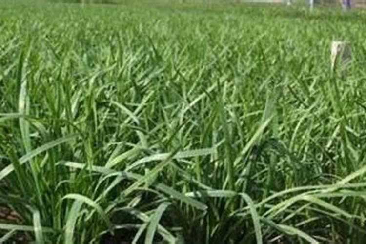 韭菜该如何施肥？学会施基肥与追肥,你的韭菜产量会翻番