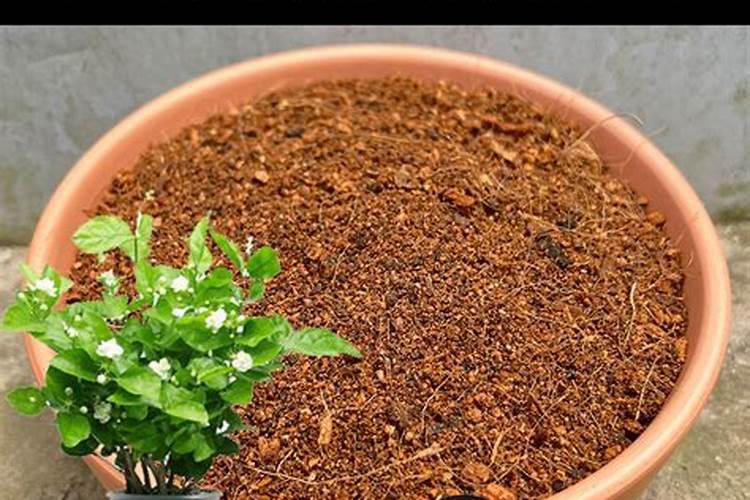 茉莉花施什么肥好