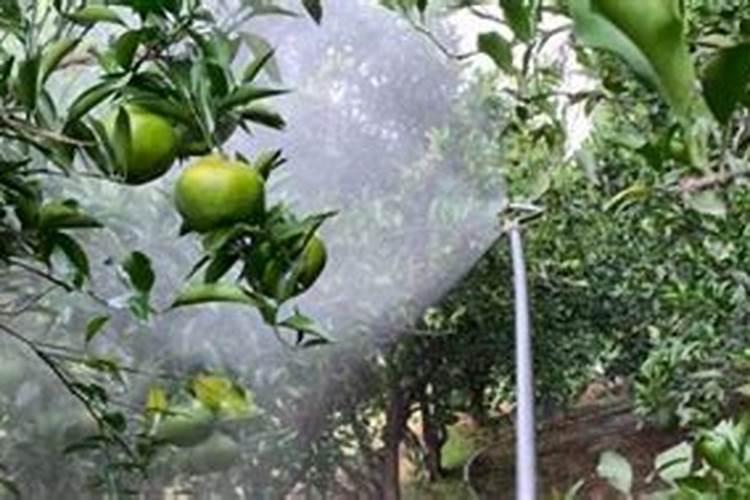 果树施肥方法大全