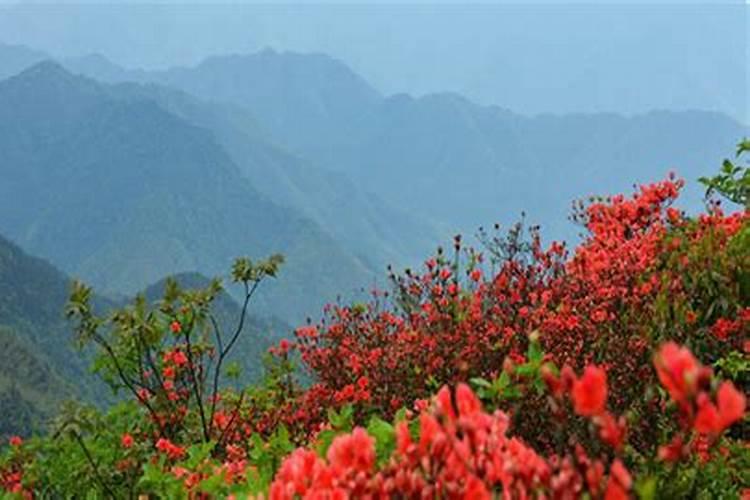 映山红盆景怎么养殖方法